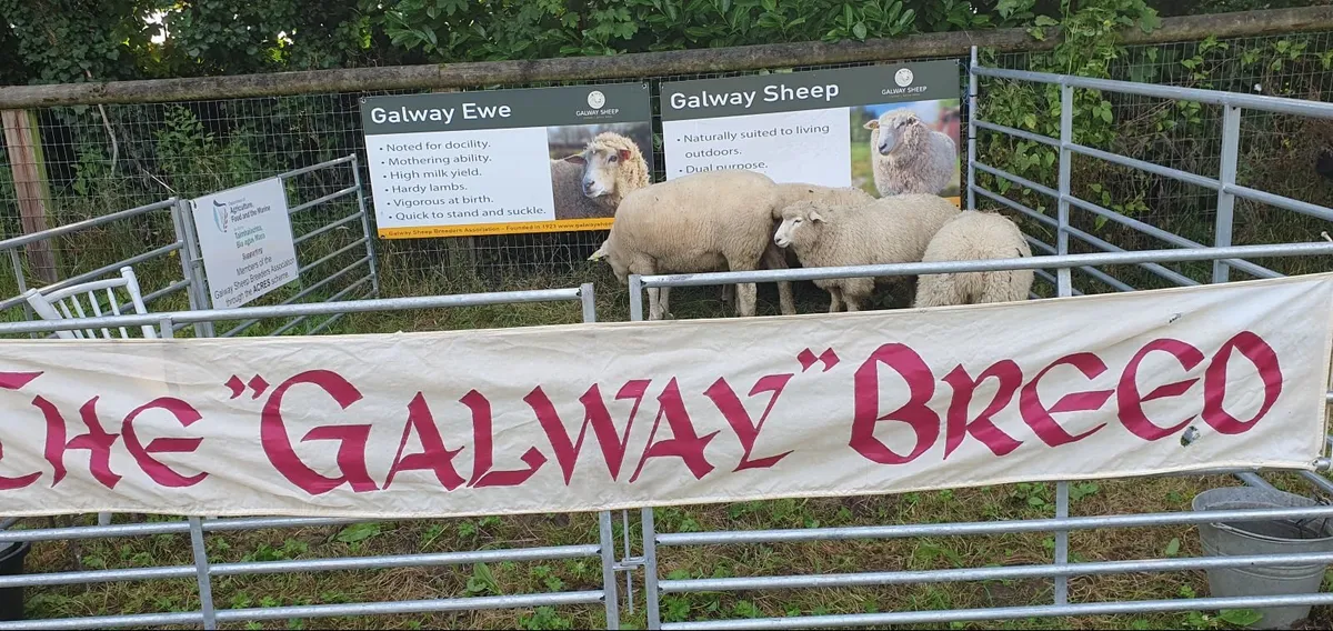 104th Annual Show and Sale of Galway Sheep - Image 2