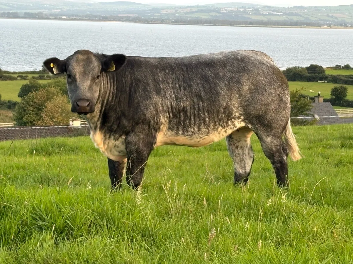 Breeding Heifers - Image 1