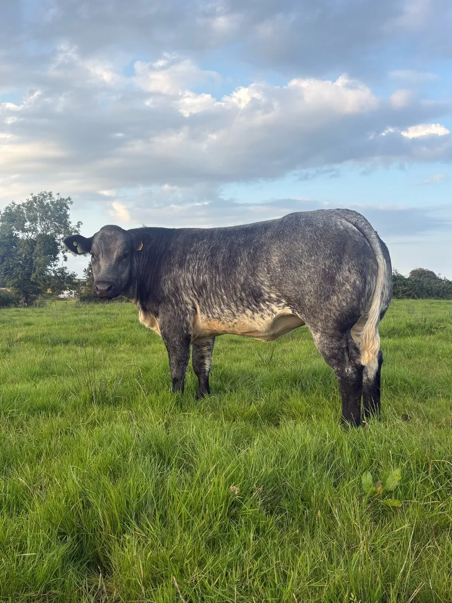 Breeding Heifers - Image 2