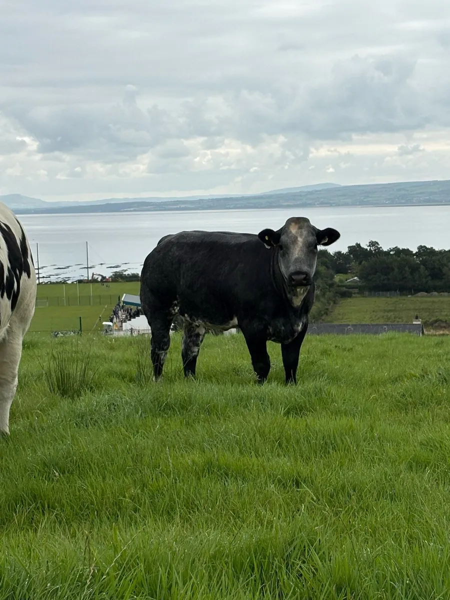 Breeding Heifers - Image 3