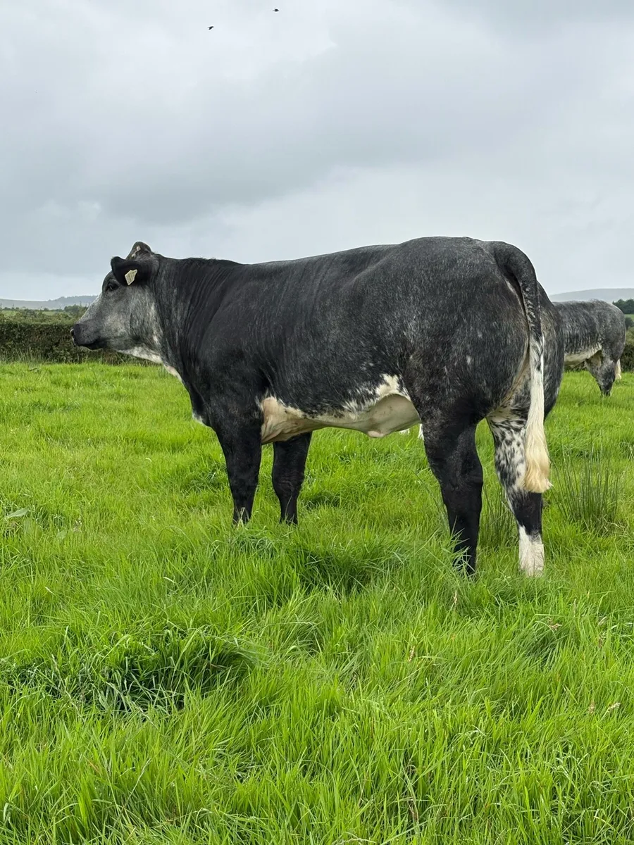 Breeding Heifers - Image 4