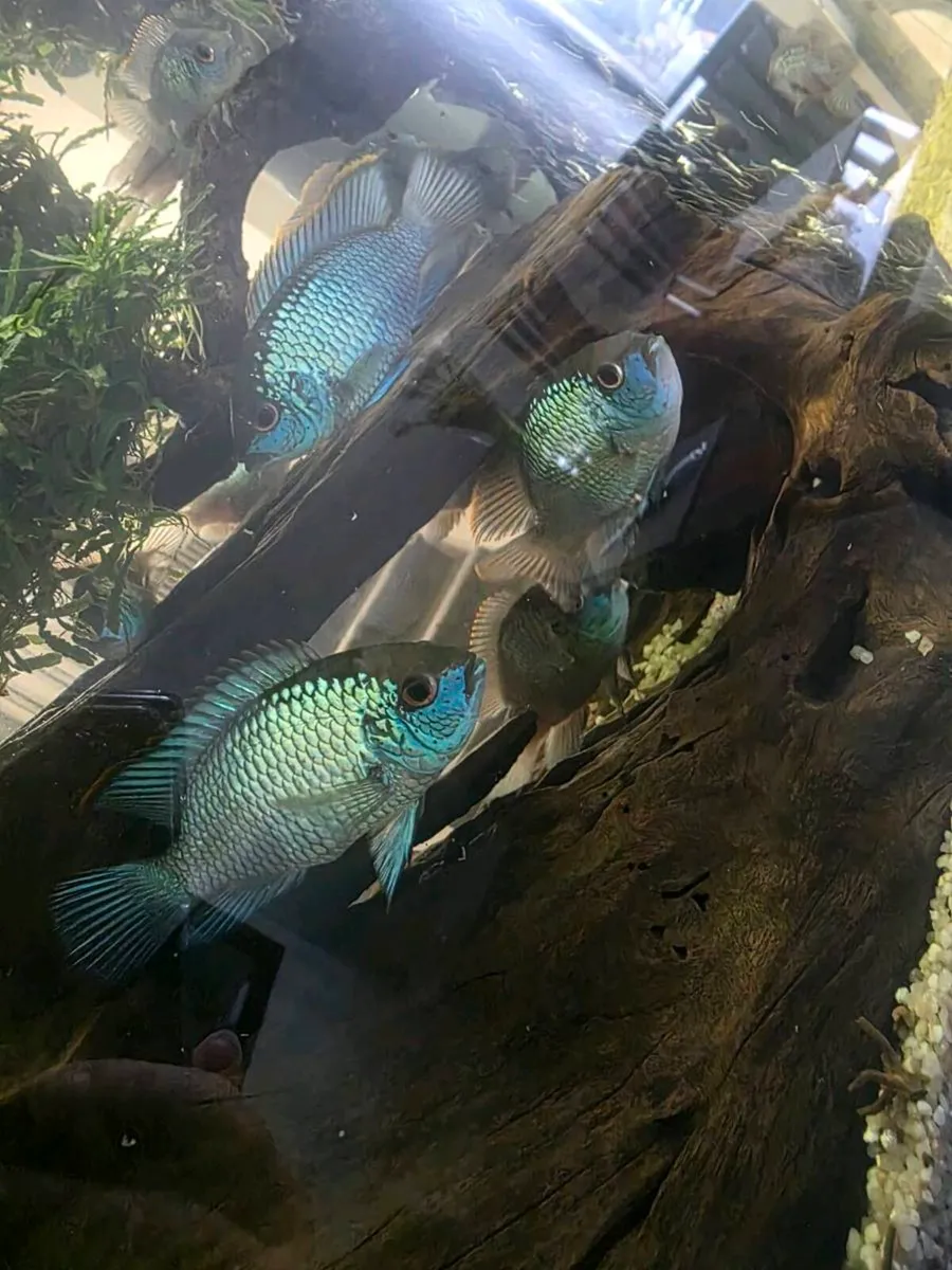 Electric Blue Acara Fish &food/ BiOrb Coral Reef - Image 2