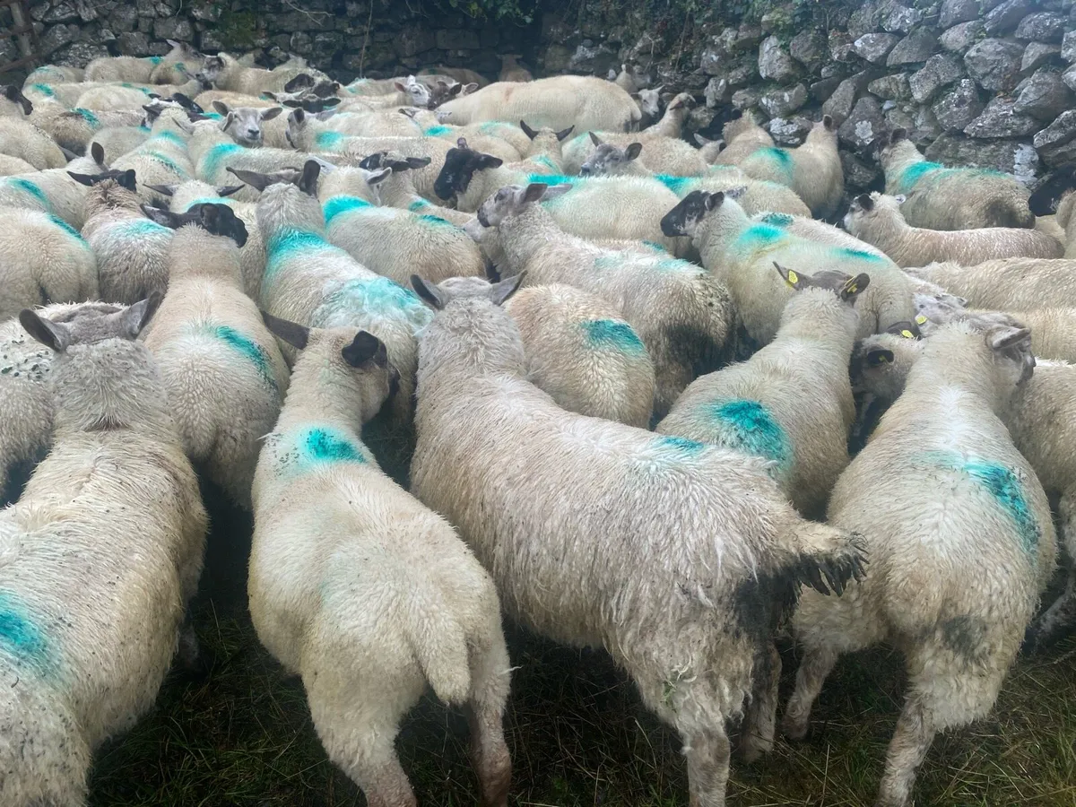 Store lambs - Image 1