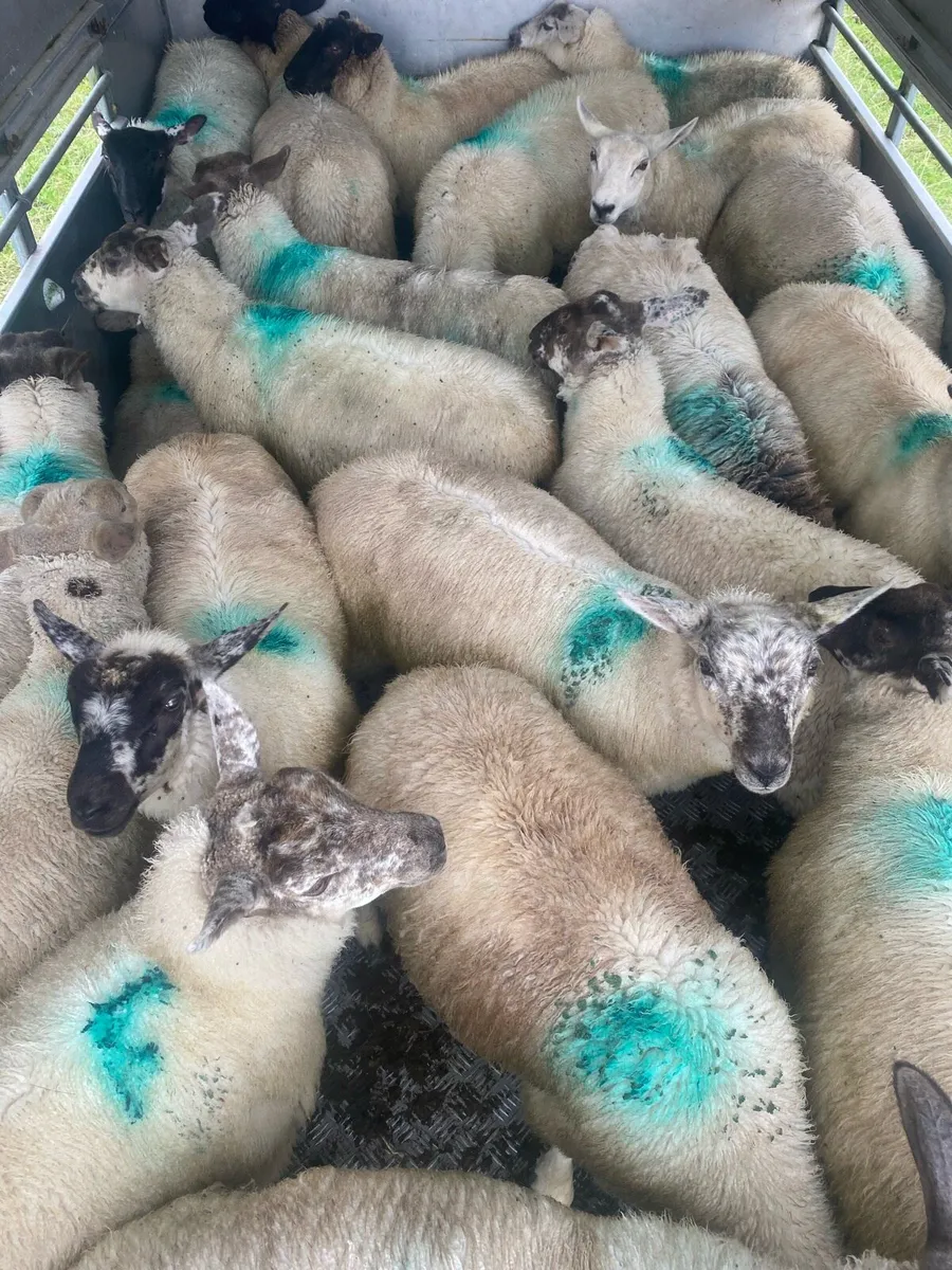 Store lambs - Image 2