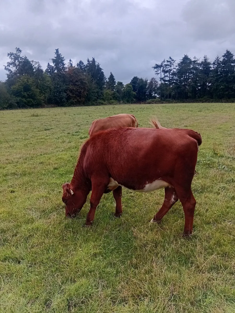 Dairy stock - Image 2