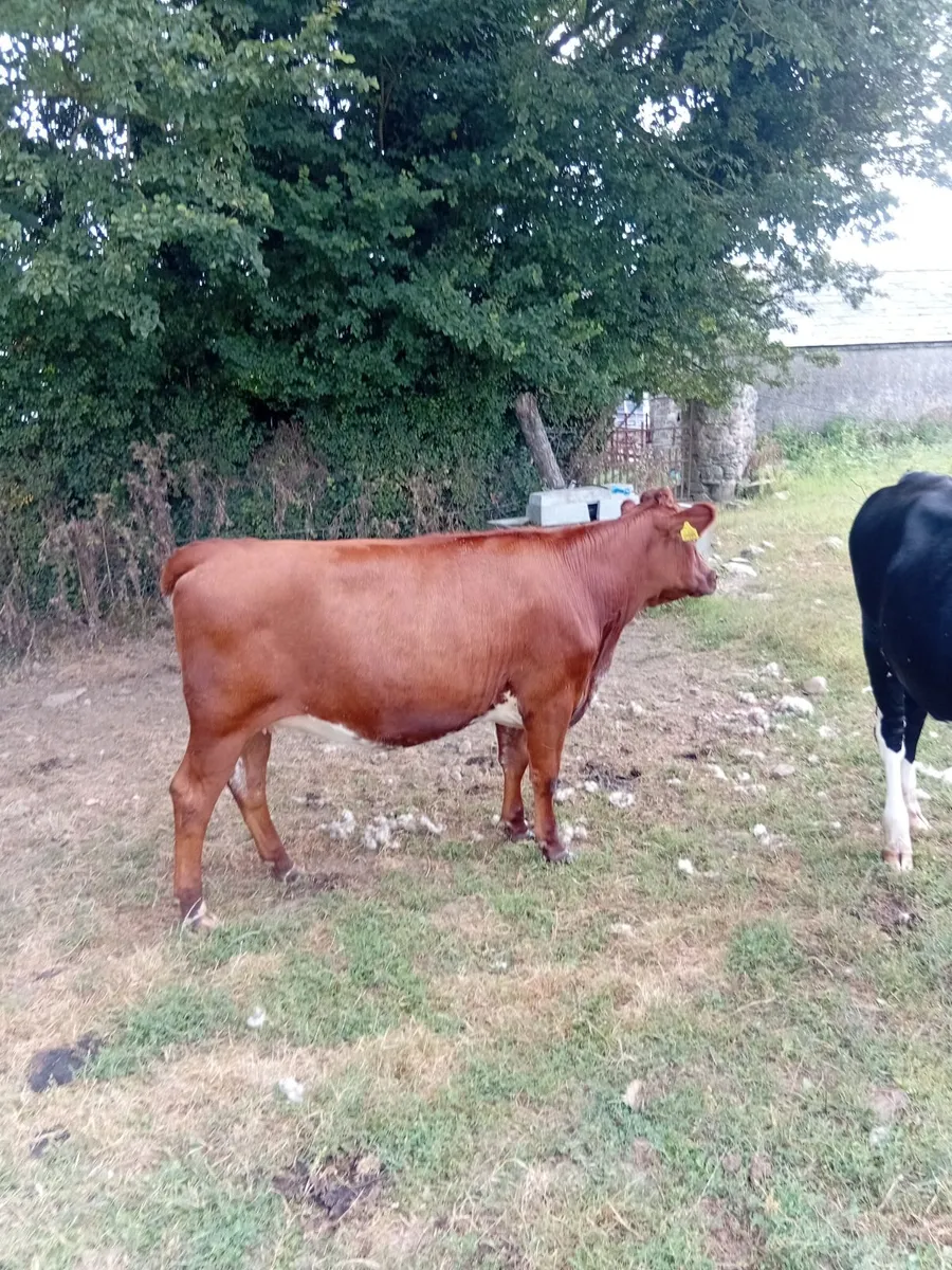 Dairy stock - Image 3