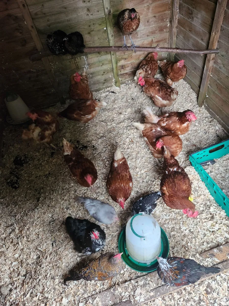 Red hens