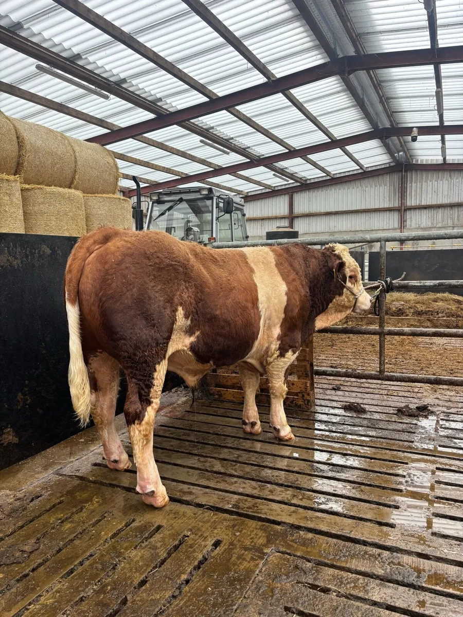 2 Pedigree Simmental Bulls - Image 1