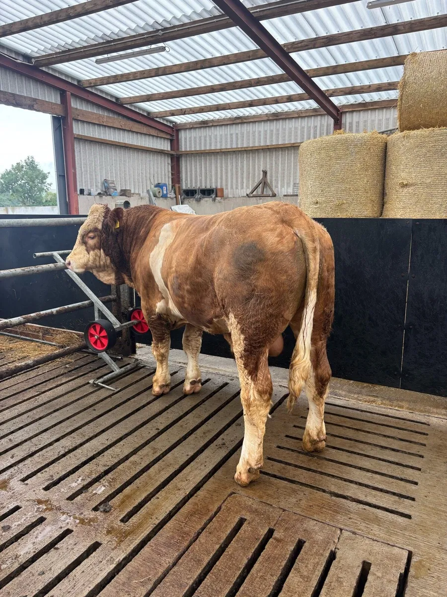 Pedigree Simmental Bull - Image 1