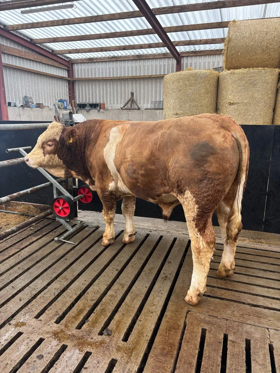 Pedigree Simmental Bull - Image 2