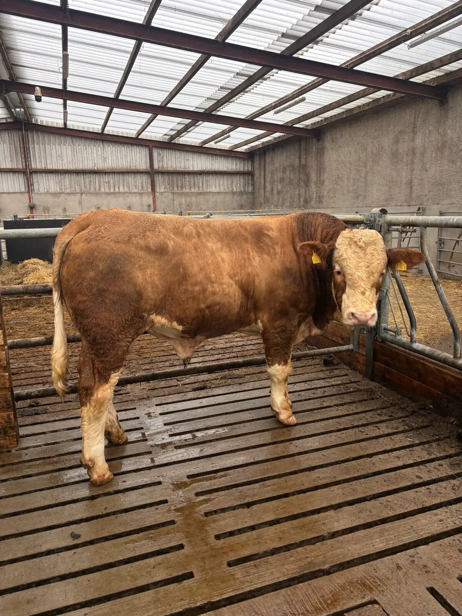 Pedigree Simmental Bull - Image 3
