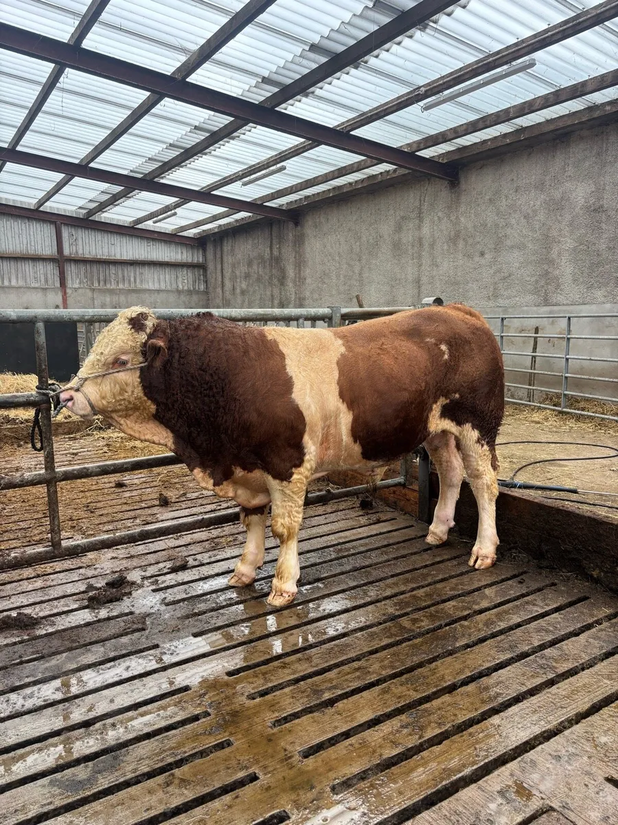 2 Pedigree Simmental Bulls - Image 2