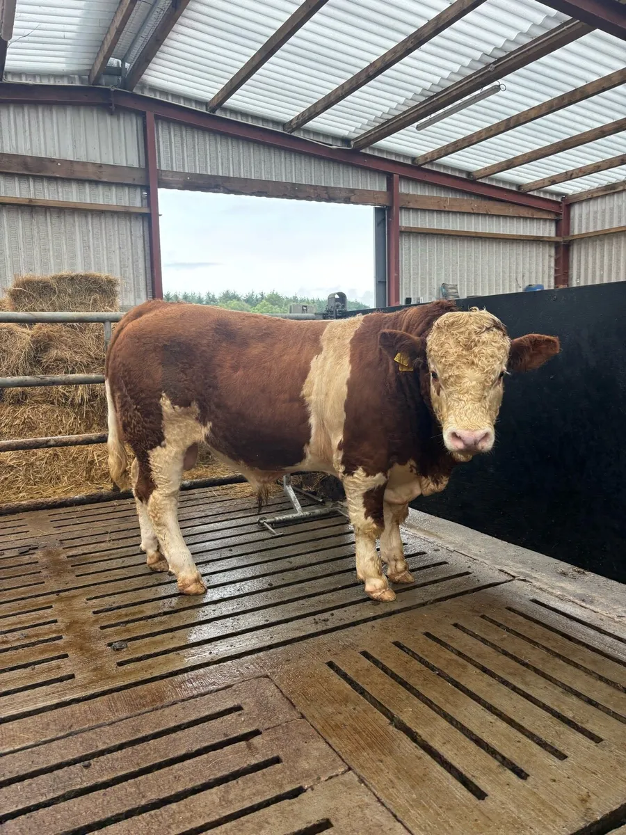 2 Pedigree Simmental Bulls - Image 3