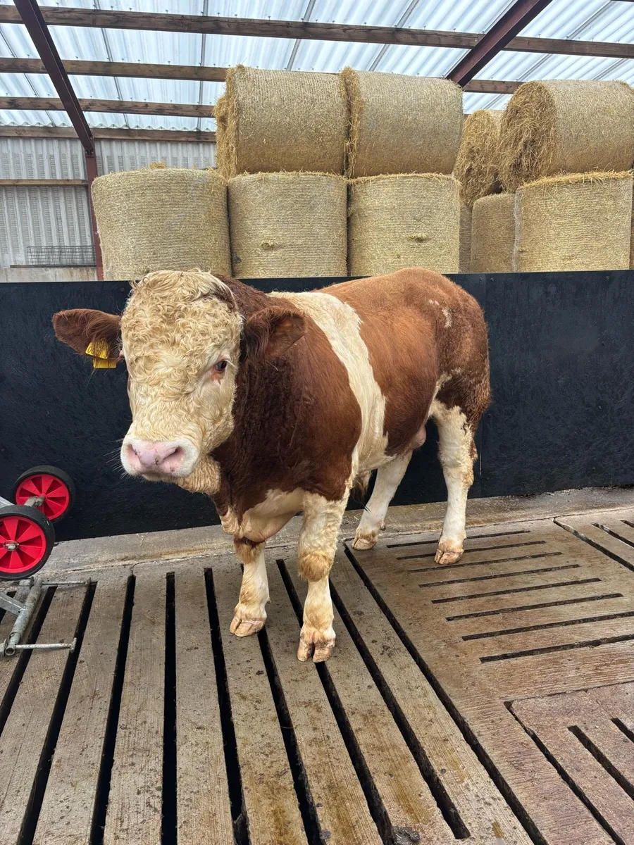 2 Pedigree Simmental Bulls - Image 4