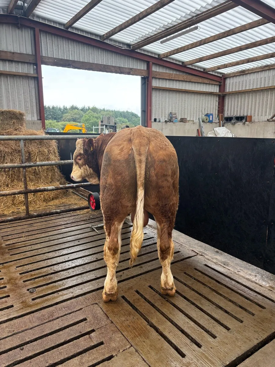 Pedigree Simmental Bull - Image 4