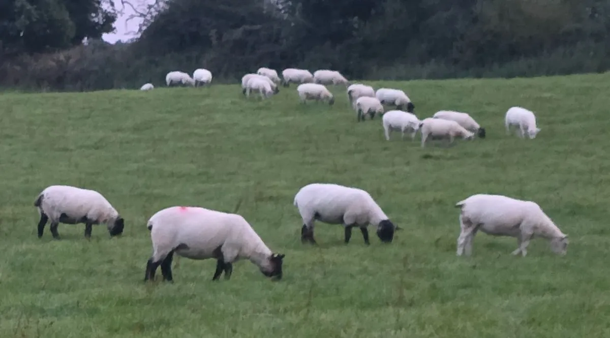 Hoggets - Suffolk Cross and White - Image 2
