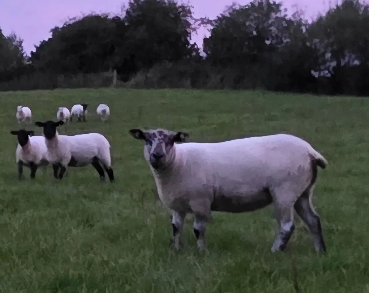 Hoggets - Suffolk Cross and White - Image 3