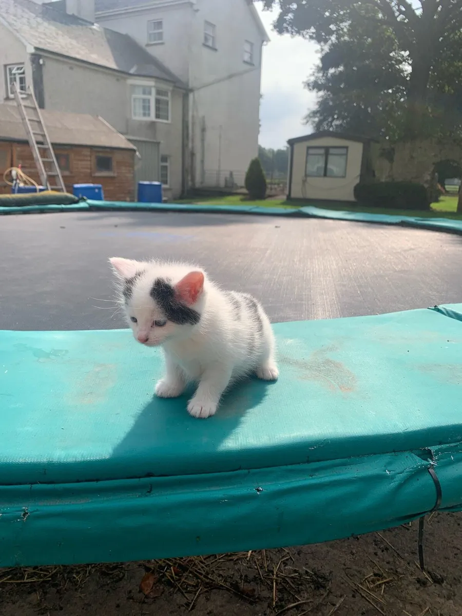 Kittens - Image 1