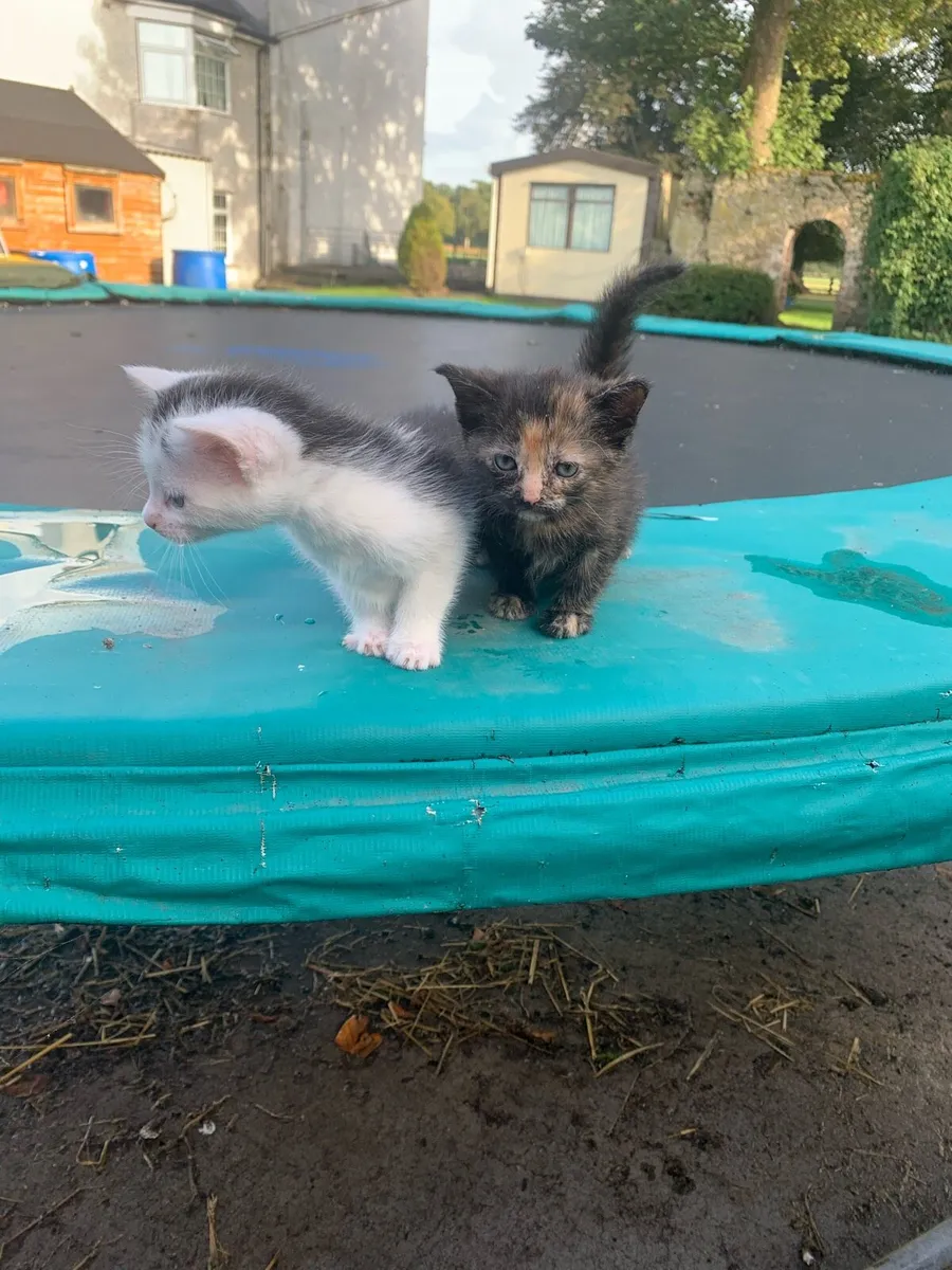 Kittens - Image 4