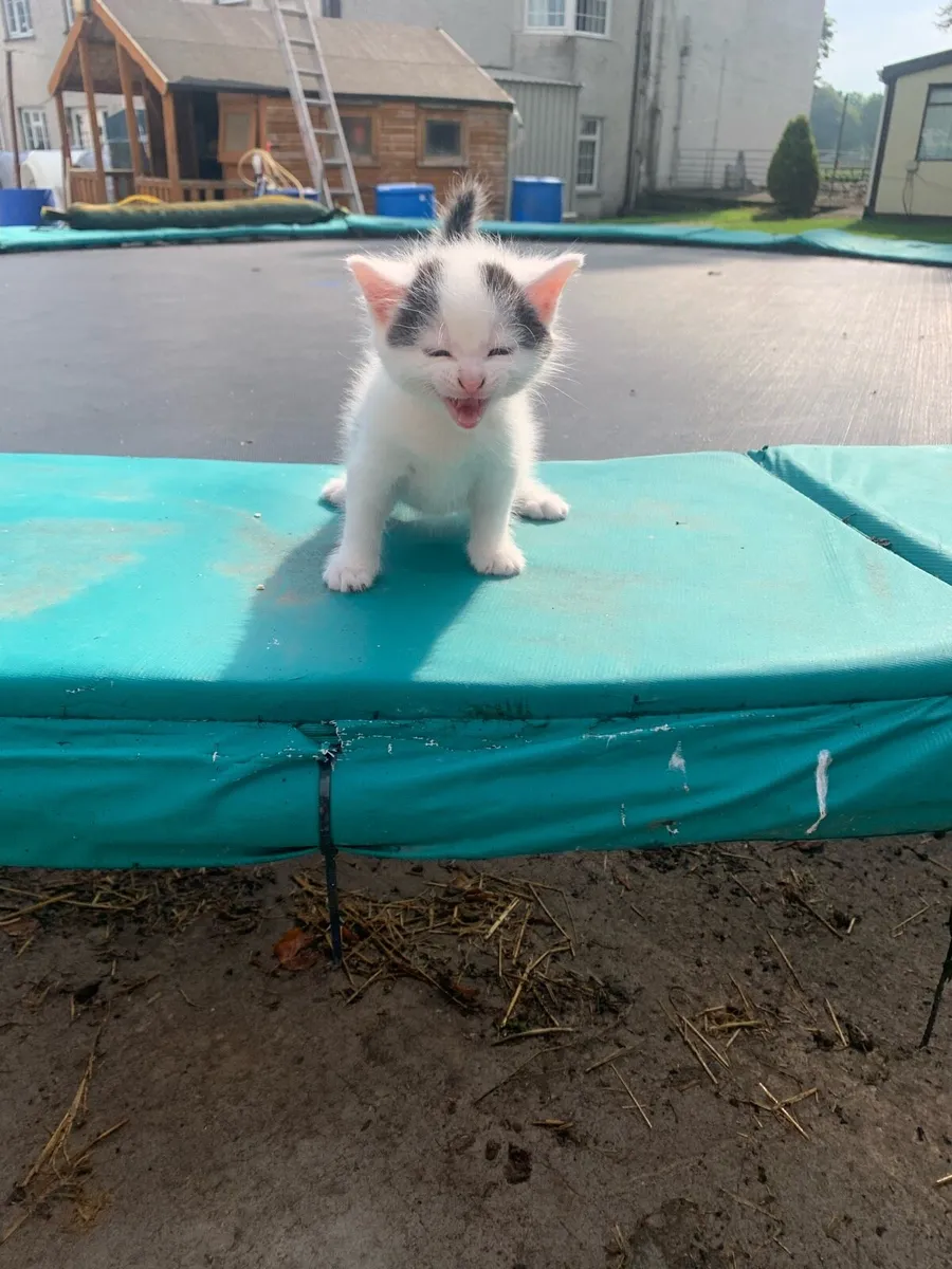Kittens - Image 2