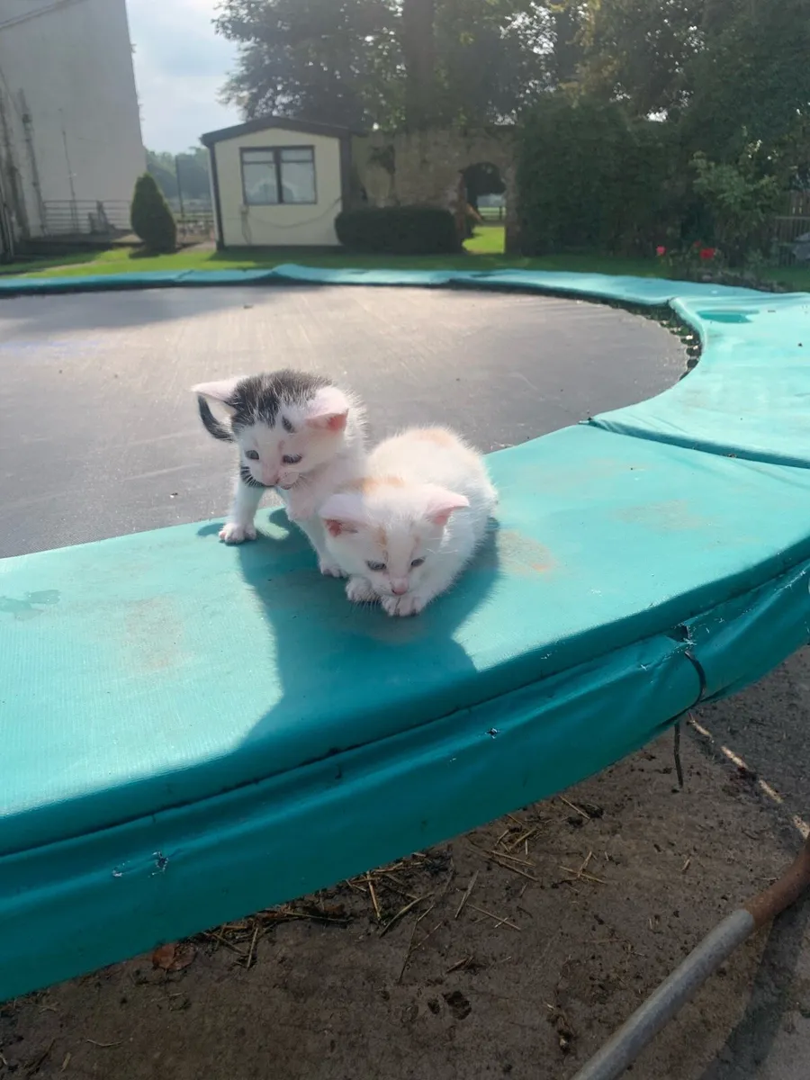 Kittens - Image 3