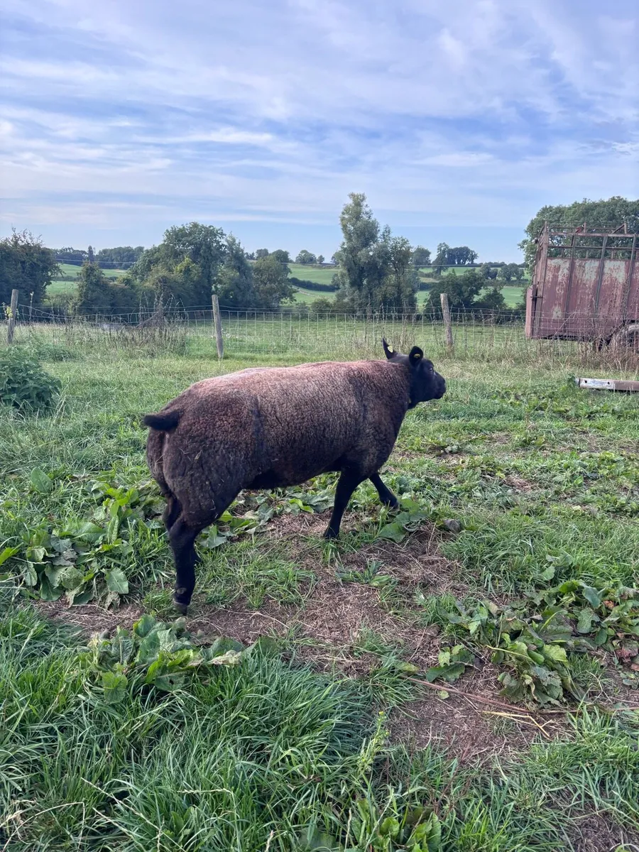 Blue texel shearling ram - Image 4