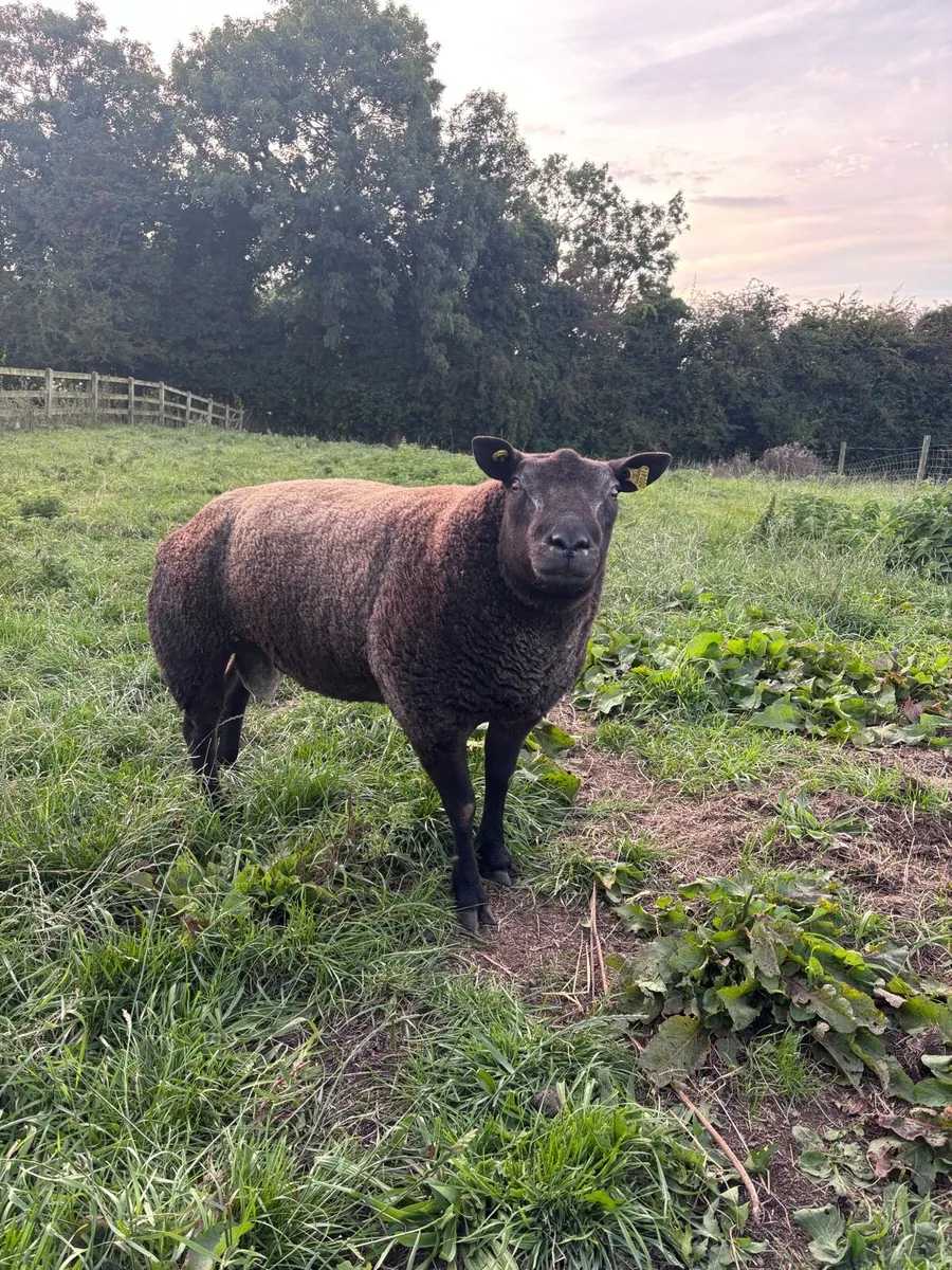 Blue texel shearling ram - Image 1