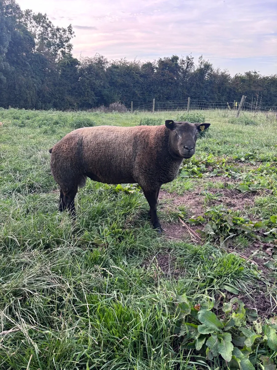 Blue texel shearling ram - Image 2