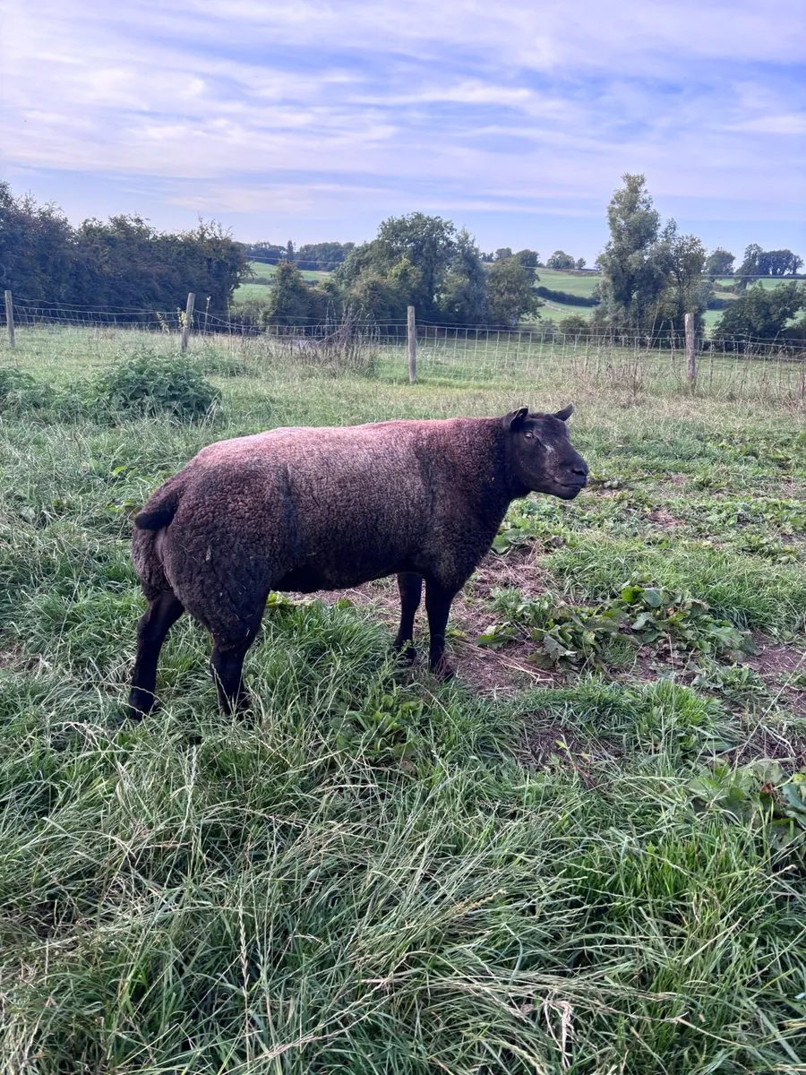 Blue texel shearling ram - Image 3