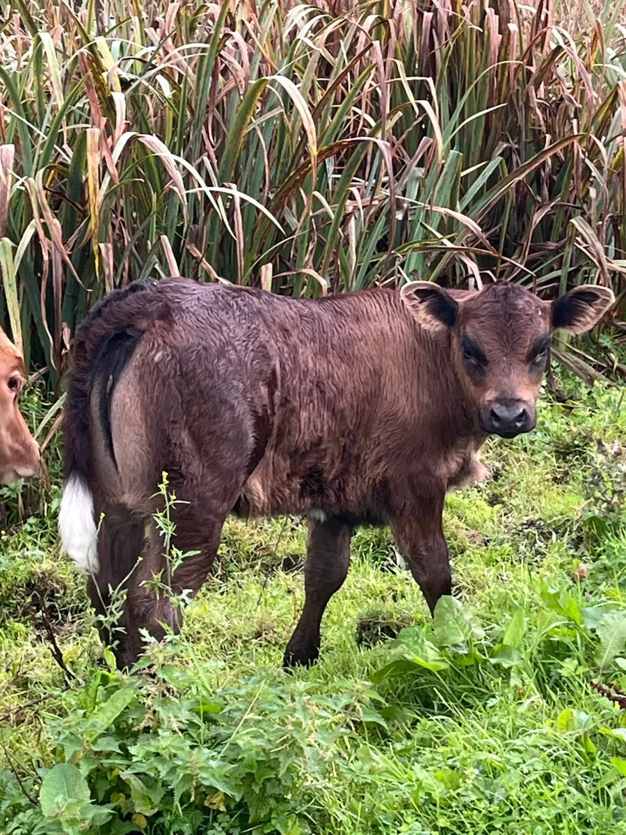 Smashing AI blue heifer calf - Image 1