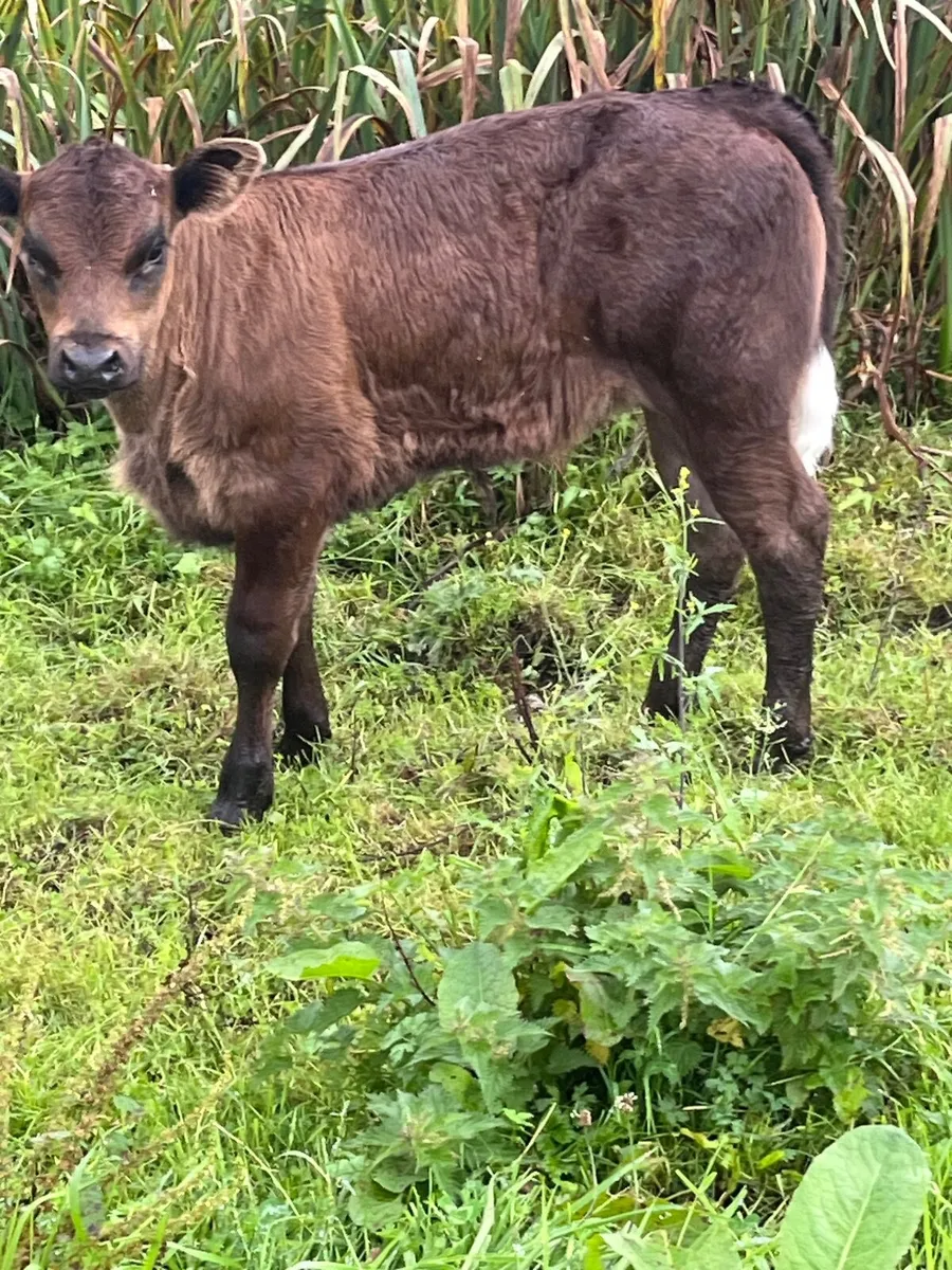 Smashing AI blue heifer calf - Image 2