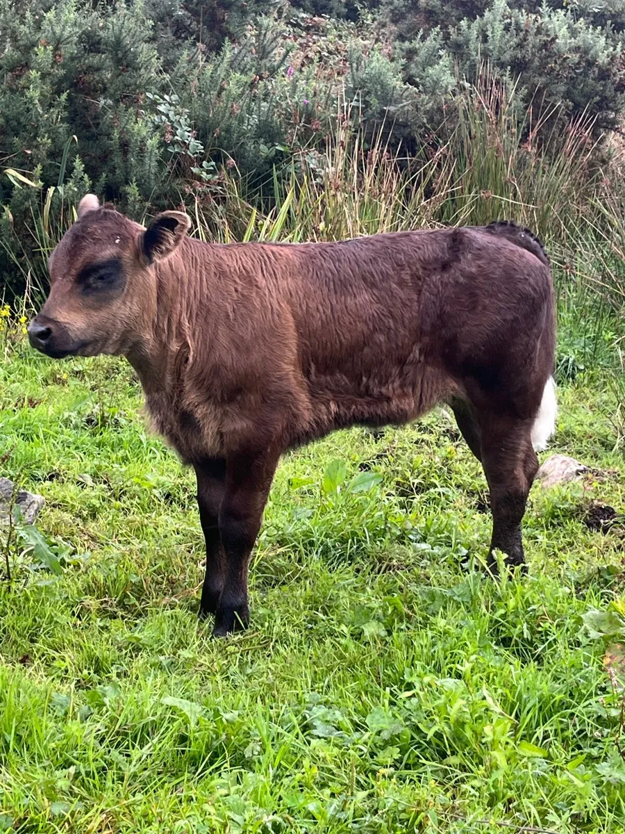 Smashing AI blue heifer calf - Image 3