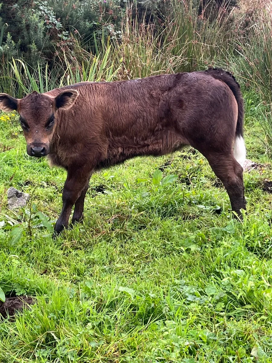 Smashing AI blue heifer calf - Image 4