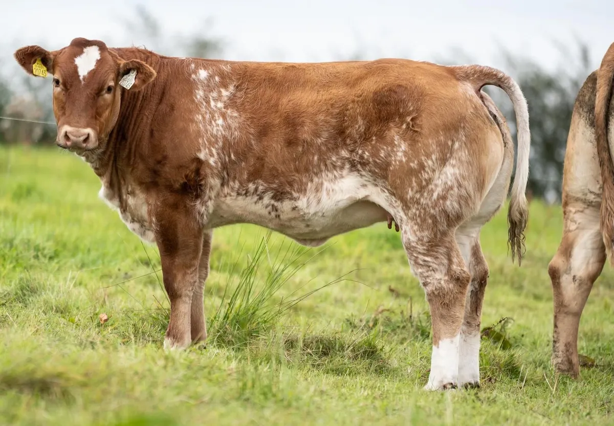 Serious roan breeding heifers - Image 1