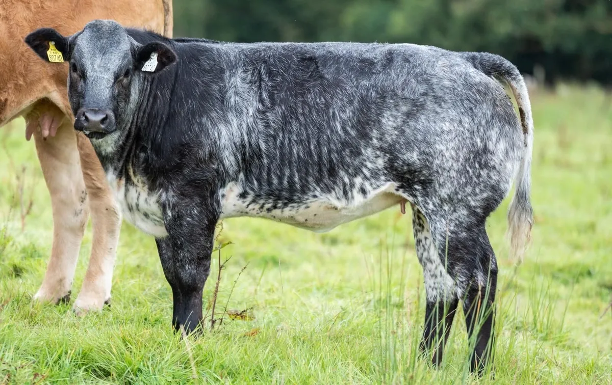 Serious roan breeding heifers - Image 2