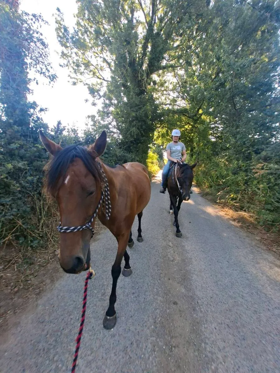 Companion horse - Image 2
