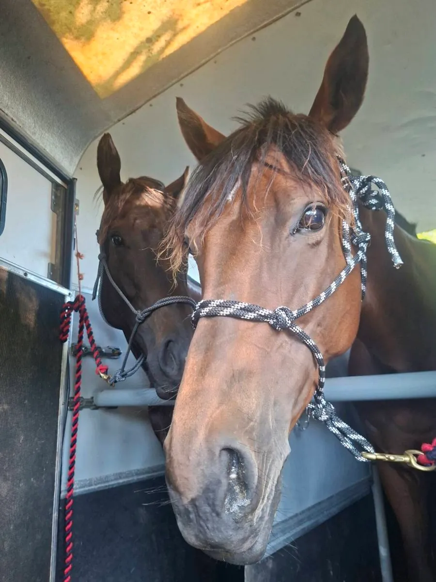 Companion horse - Image 3