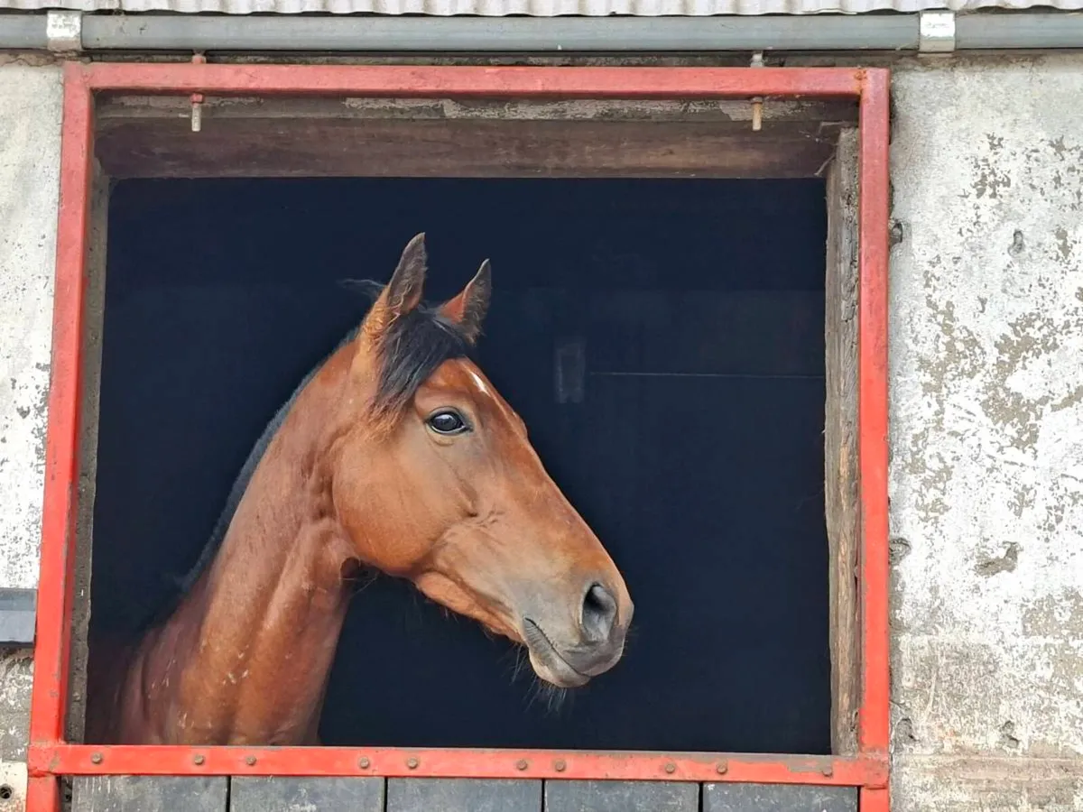 Companion horse - Image 4