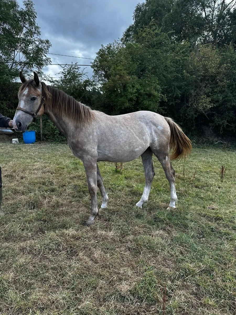 RID Yearling Filly - Image 2