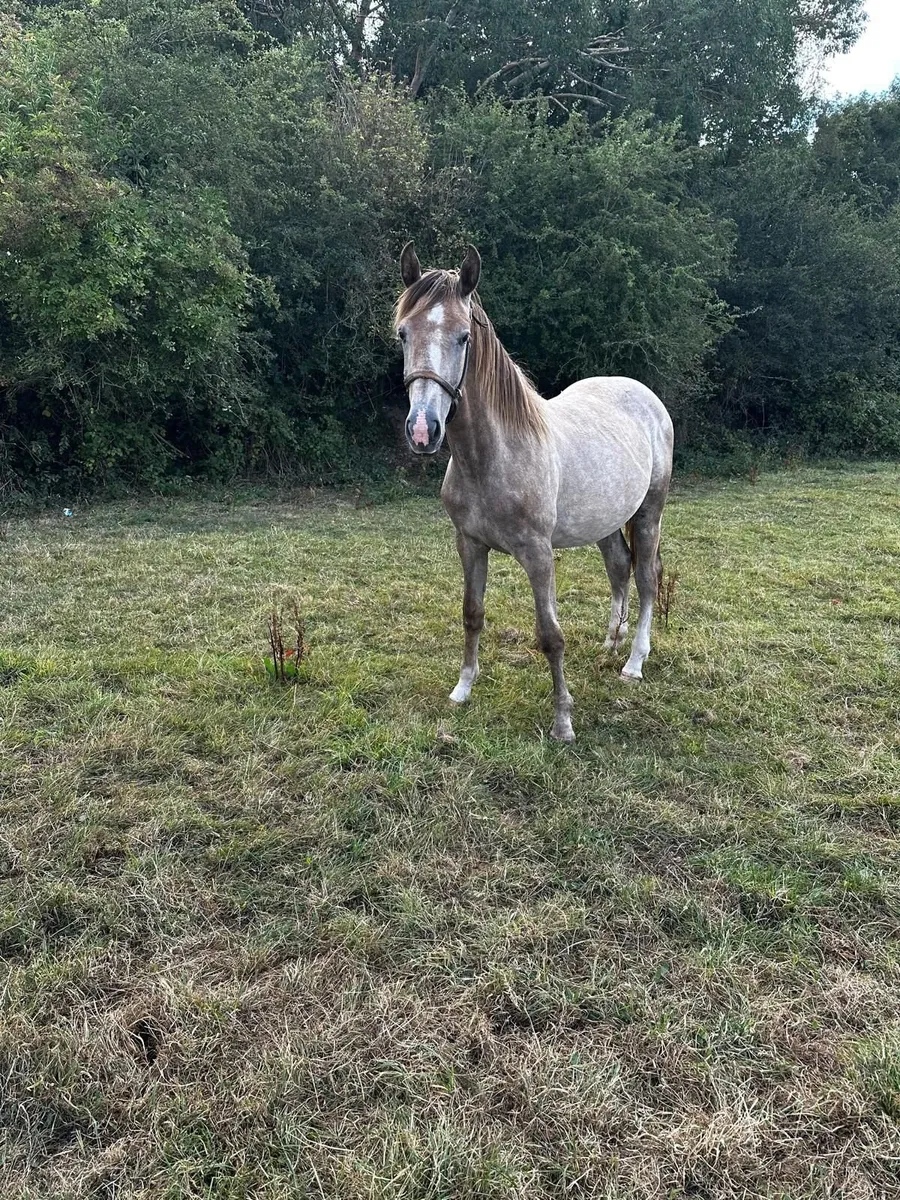 RID Yearling Filly - Image 3