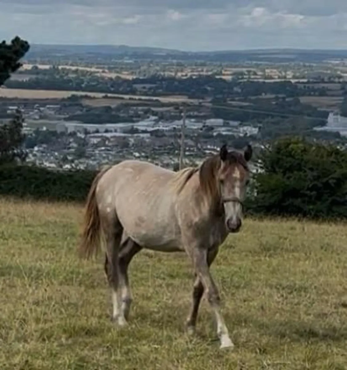 RID Yearling Filly - Image 1