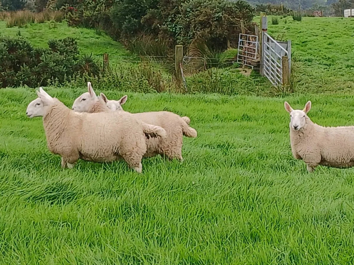 North country cheviot ewe lambs - Image 2