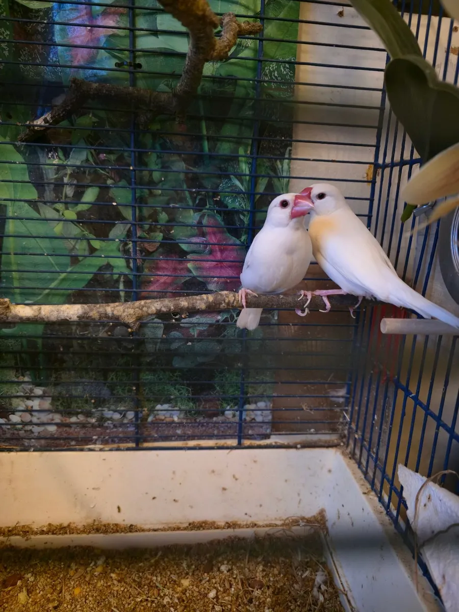 Bird in a cage/  pair of white java finch - Image 4