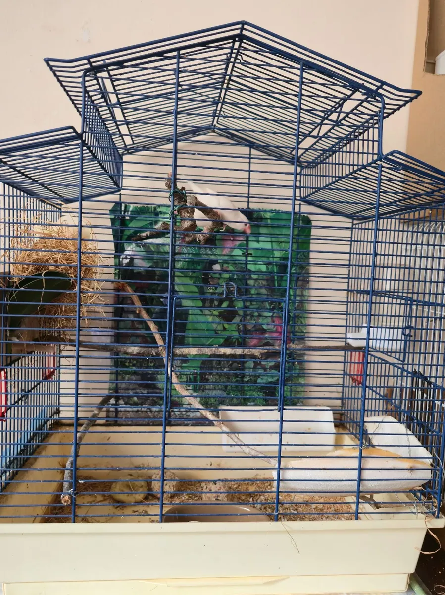 Bird in a cage/  pair of white java finch - Image 1