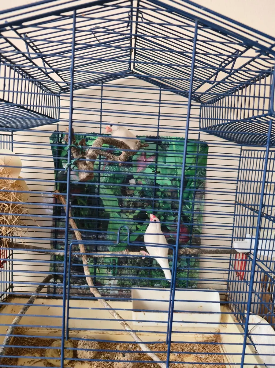 Bird in a cage/  pair of white java finch - Image 2