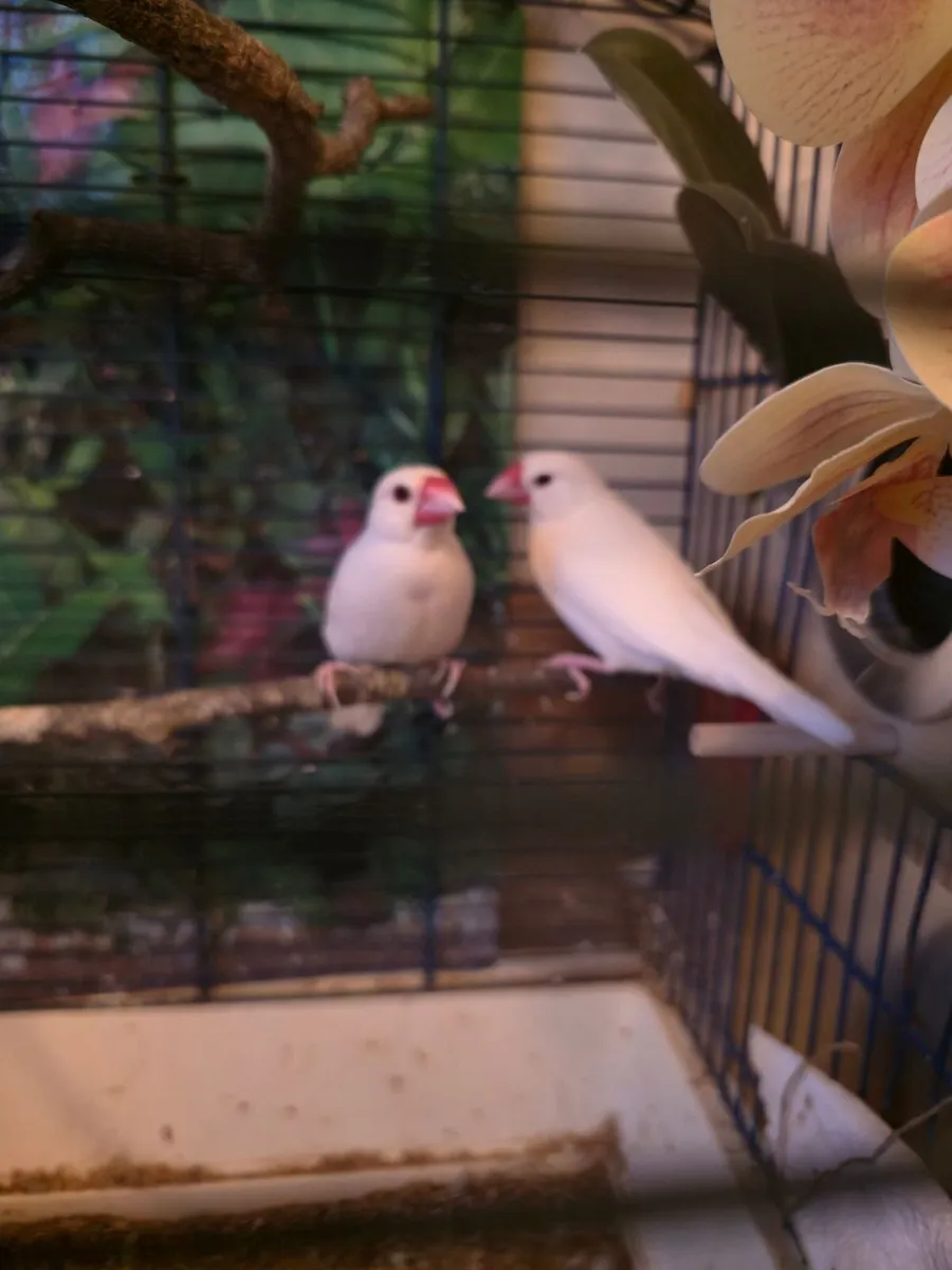 Bird in a cage/  pair of white java finch - Image 3