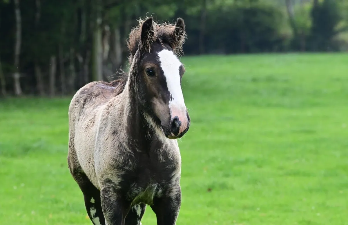 Foal - Image 1