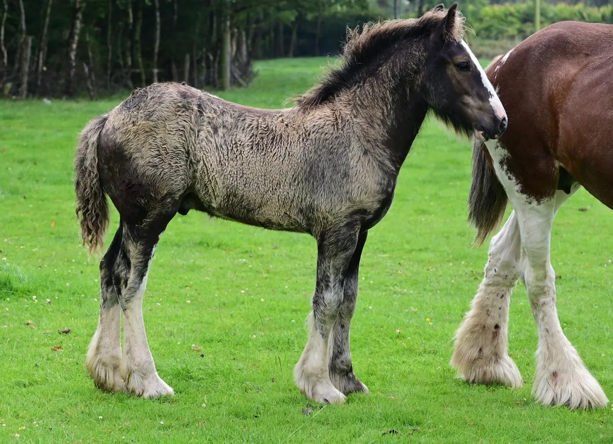 Foal - Image 2