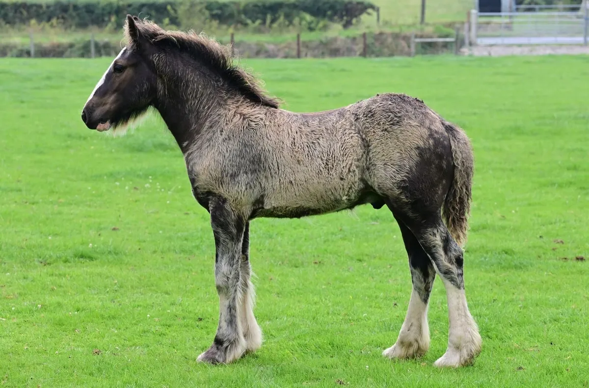 Foal - Image 3