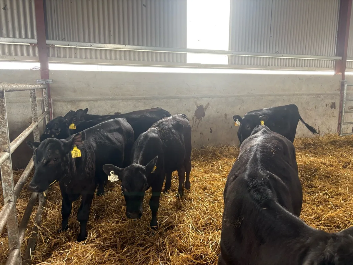 Weanlings - Image 2